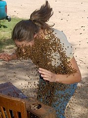 451 X 604 75.2 Kb Мед в сотах 1кг-400рублей и липовый от'правильных пчёл'2014