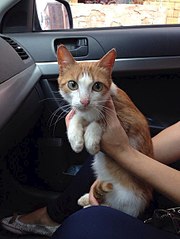 453 X 604 45.1 Kb 1280 X 960 146.0 Kb Коты Шустрики В поисках Хозяина!