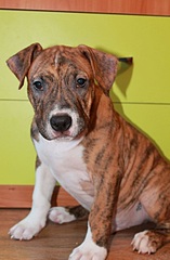 810 X 1237 200.6 Kb 640 X 914 83.7 Kb    