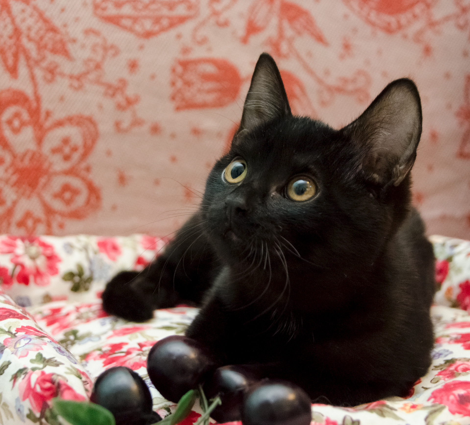 Купить кошку в туле. Обсолютно чёрная кошка. Черная кошка купить. Как приучить черный цвет.