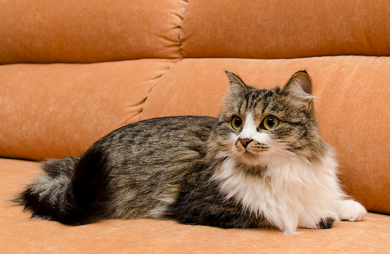 1920 X 1252 667.8 Kb Миниатюрная, эксклюзивного окраса киска ищет дом и добрые руки.