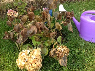 1632 X 1224 329.6 Kb Гортензии на наших участках