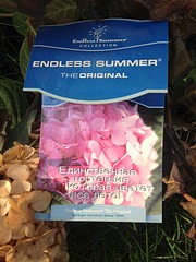 1224 X 1632 693.1 Kb 1632 X 1224 329.6 Kb Гортензии на наших участках