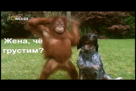 480 x 320 Опель-клуб