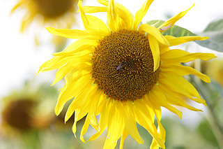 827 X 551 327.0 Kb 827 X 551 275.1 Kb 551 X 827 303.2 Kb 827 X 551 350.5 Kb  Canon 135mm F/2.8 Soft focus - 9 500