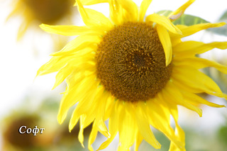 1920 X 1280 406.6 Kb 827 X 551 327.0 Kb 827 X 551 275.1 Kb 551 X 827 303.2 Kb 827 X 551 350.5 Kb  Canon 135mm F/2.8 Soft focus - 9 500