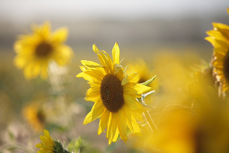 827 X 551 226.6 Kb  Canon 135mm F/2.8 Soft focus - 9 500