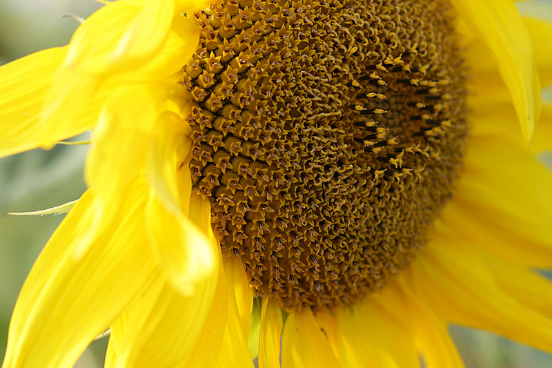 827 X 551 377.0 Kb 827 X 551 226.6 Kb  Canon 135mm F/2.8 Soft focus - 9 500