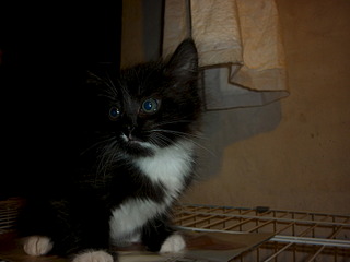 1920 X 1440 384.9 Kb  