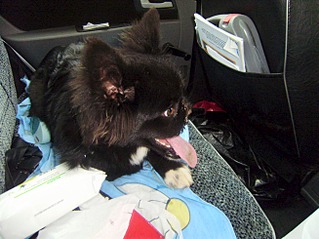 1306 X 979 322.3 Kb Помощь собачке без верхней челюсти.