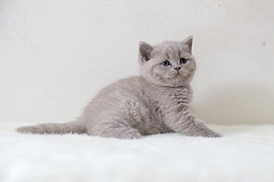 800 X 533 150.5 Kb Питомник'Gem Sweet'.Любимые британские ПЛЮШКИ.Британские котята: белые, голубые
