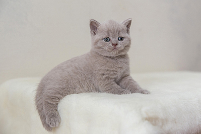 800 X 533 155.6 Kb 800 X 533 160.1 Kb Питомник'Gem Sweet'.Любимые британские ПЛЮШКИ.Британские котята: белые, голубые