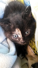 1836 X 3264 313.3 Kb 1836 X 3264 375.0 Kb  ''