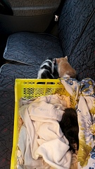 1836 X 3264 412.1 Kb 1836 X 3264 313.3 Kb 1836 X 3264 375.0 Kb  ''