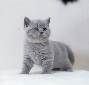 800 X 765 200.9 Kb Питомник'Gem Sweet'.Любимые британские ПЛЮШКИ.Британские котята: белые, голубые