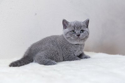 800 X 533 164.5 Kb 800 X 533 145.4 Kb 800 X 765 200.9 Kb Питомник'Gem Sweet'.Любимые британские ПЛЮШКИ.Британские котята: белые, голубые