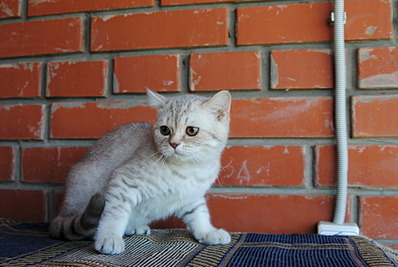 1920 X 1285 476.8 Kb Британский котик продается на условиях.
