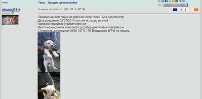 1829 X 899 434.1 Kb 1823 X 799 434.8 Kb 1845 X 901 720.9 Kb Котятки мальчик и девочка в дар