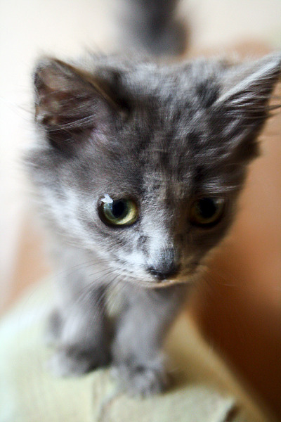 600 X 900 495.9 Kb Малышка котёна ищет хозяев!
