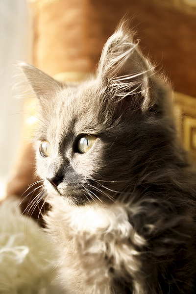600 X 900 376.7 Kb 600 X 742 364.7 Kb 600 X 900 331.0 Kb 600 X 900 495.9 Kb Малышка котёна ищет хозяев!