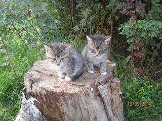 1920 X 1440 427.7 Kb Отдадим котят в хорошие руки.