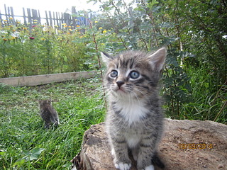 1920 X 1440 854.8 Kb Отдадим котят в хорошие руки.