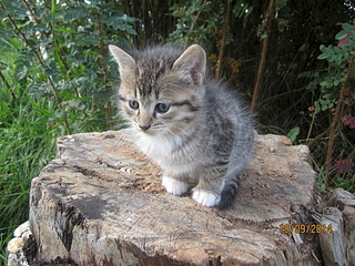 1920 X 1440 922.8 Kb 1920 X 1440 854.8 Kb Отдадим котят в хорошие руки.