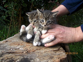 1920 X 1440 765.3 Kb Отдадим котят в хорошие руки.