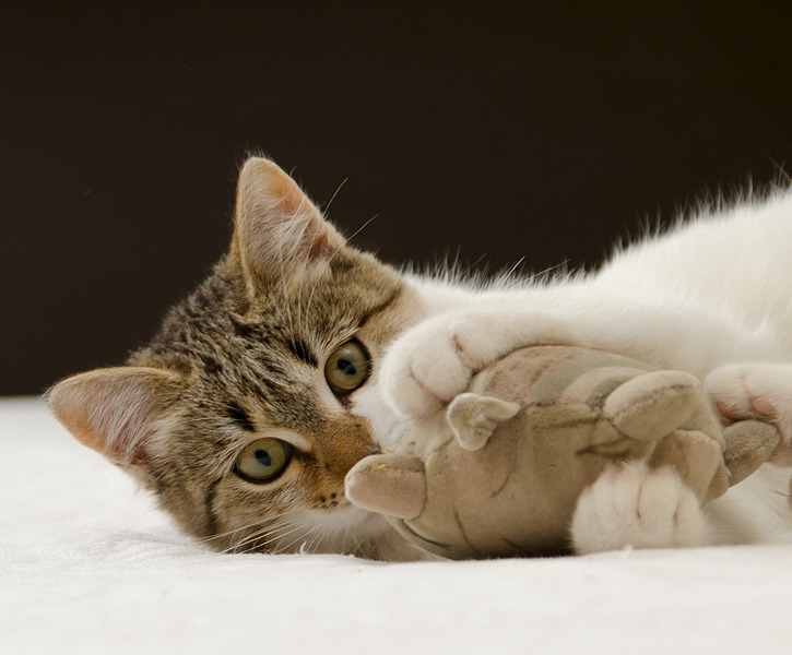 1920 X 1588 479.8 Kb 1920 X 1455 539.2 Kb Ива. Котенок ищет дом.