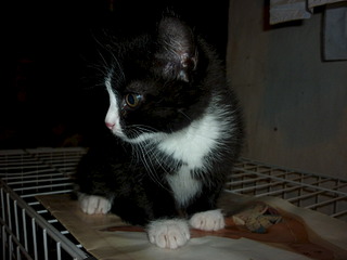 1920 X 1440 411.5 Kb  