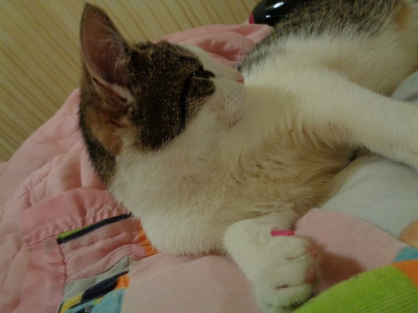 604 x 453 453 X 604  41.3 Kb 