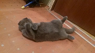 1280 X 720 220.2 Kb Кошечка Скоттиш-фолд ищет котика(вислоухая)