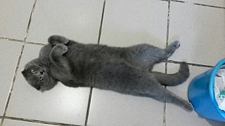 1280 X 720 234.9 Kb 1280 X 720 220.2 Kb Кошечка Скоттиш-фолд ищет котика(вислоухая)