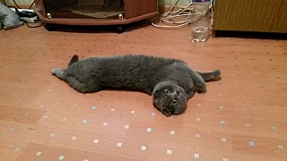 1280 X 720 232.7 Kb 1280 X 720 234.9 Kb 1280 X 720 220.2 Kb Кошечка Скоттиш-фолд ищет котика(вислоухая)