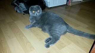 1280 X 720 233.6 Kb 1280 X 720 232.7 Kb 1280 X 720 234.9 Kb 1280 X 720 220.2 Kb Кошечка Скоттиш-фолд ищет котика(вислоухая)