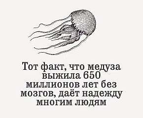 580 X 480 64.1 Kb Котятки мальчик и девочка в дар
