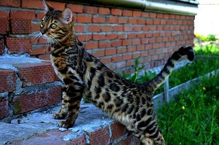 604 X 400  67.9 Kb 604 X 400  38.5 Kb  