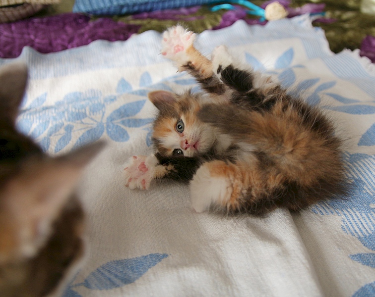 1920 X 1523 770.8 Kb  ,    .