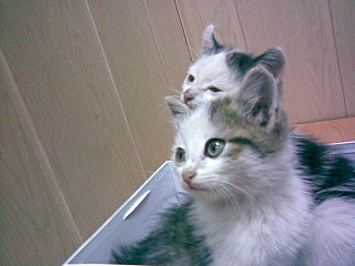 1280 X 960 176.9 Kb 1280 X 960 185.4 Kb 1280 X 960 216.6 Kb , .    !