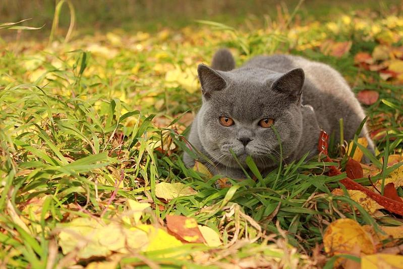 1024 X 683 117.3 Kb Питомник 'BoldirevAlex' британские кошки, У нас есть КОТЯТА!