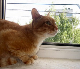 893 X 768 222.1 Kb 1024 X 768 295.2 Kb 894 X 570 149.9 Kb Рыжий кот в добрые руки.