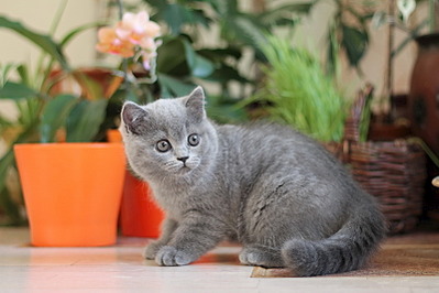 800 X 533 132.6 Kb Питомник'Gem Sweet'.Любимые британские ПЛЮШКИ.Британские котята: белые, голубые