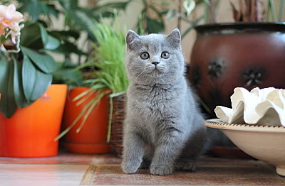 800 X 524 137.6 Kb 800 X 533 132.6 Kb Питомник'Gem Sweet'.Любимые британские ПЛЮШКИ.Британские котята: белые, голубые