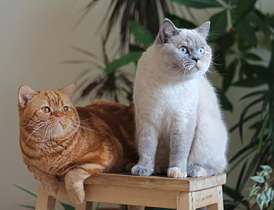 781 X 600 143.7 Kb Питомник'Gem Sweet'.Любимые британские ПЛЮШКИ.Британские котята: белые, голубые