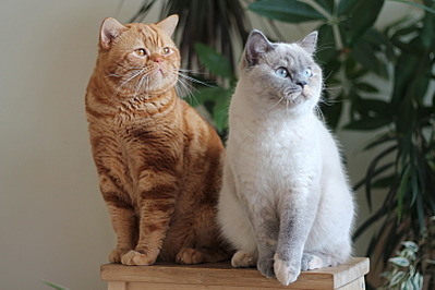 800 X 533 131.0 Kb 781 X 600 143.7 Kb Питомник'Gem Sweet'.Любимые британские ПЛЮШКИ.Британские котята: белые, голубые
