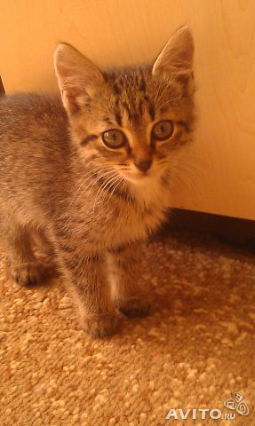 287 x 480 Потерялся котенок!