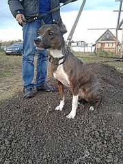 768 X 1024 221.8 Kb     - 