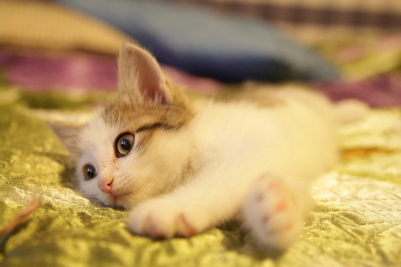 1920 X 1280 390.1 Kb -, 2 .   .