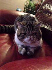 453 X 604 64.5 Kb 604 X 453 54.1 Kb 604 X 401 40.5 Kb 604 X 453 59.2 Kb ЭКЗОТИКИ! Любимые мордахи...Милости просим ВСЕХ экзотов и персов показать СЕБЯ!
