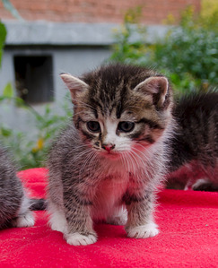 1622 X 2000 290.0 Kb      .